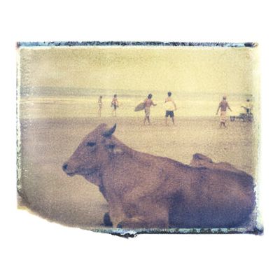 Surf Cow - Room Eight - She Hit Pause